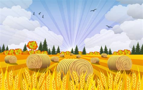 4,500+ Hay Field Illustrations, Royalty-Free Vector Graphics & Clip Art ...