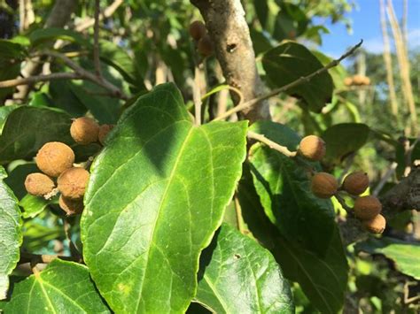 m_Cordia caffra fruit (2) - CJM Tree Growers