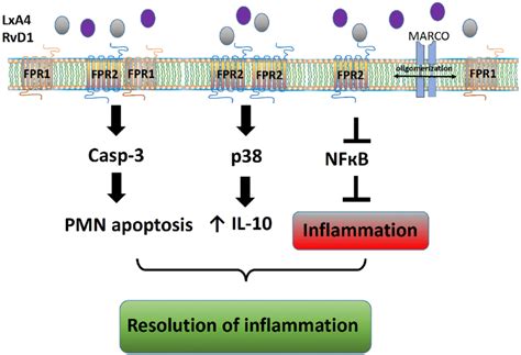 Ligand-biased signaling via formyl peptide receptors. A variety of ...