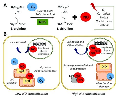 Nitric oxide synthesis and biological functions. (A) In normoxia ...