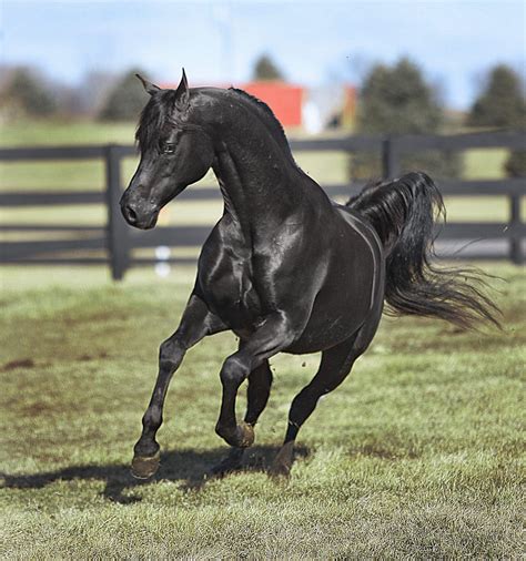 Running black arabian stallion