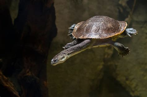 Exotic Turtles You Never Knew Existed | Reader's Digest