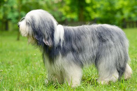 Bobtail – Chien de Berger Anglais Ancestral (caractère, alimentation ...