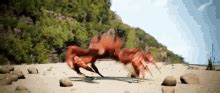 Crab Rave Dance GIF - CrabRave Crab Dance - Discover & Share GIFs