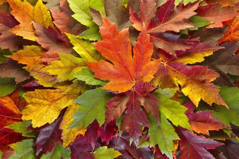 Maple Leaves Mixed Fall Colors Background Stock Photo - Image: 16770274