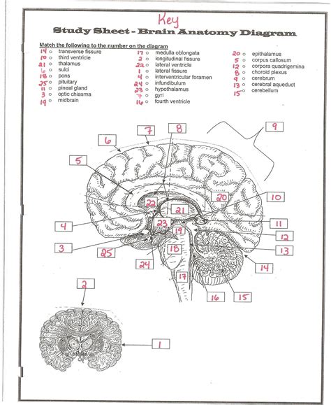 Brain Worksheet For2nd Grade