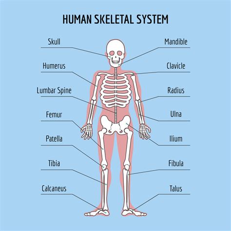 Simple Human Body Bones Diagram : Human Skeleton Diagram Trace Skeletal ...