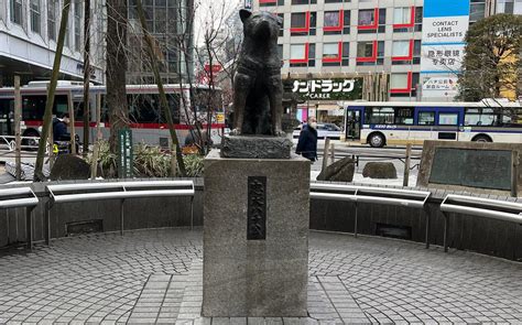 The trail of Hachiko: Loyal dog’s legacy lives on in Tokyo | Stars and ...