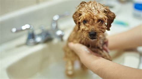 Tips for Bathing a Puppy