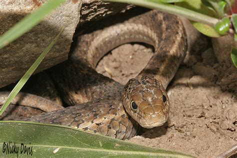 Wild Utah Photos of Snakes - ? Striped Whipsnake, Masticophis taeniatus ...