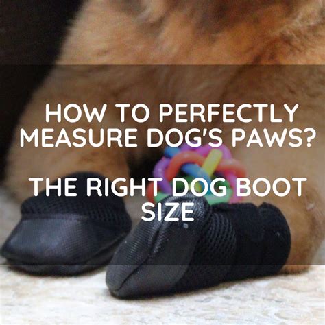 How To Perfectly Measure Dog's Paws?- The Right Dog Boot Size! – Zoof Pets