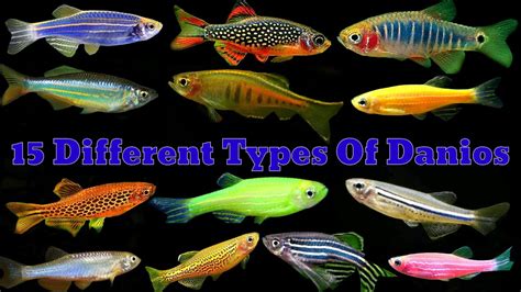 All Types Of Danios | Top 15 Aquarium Danios Fish - YouTube