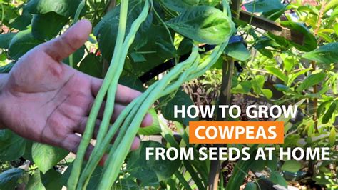 How to grow cowpeas from seed in a container, and easy way to get rid ...