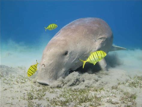 Dugong Animal Facts | Dugong Dugon - Wiki Point