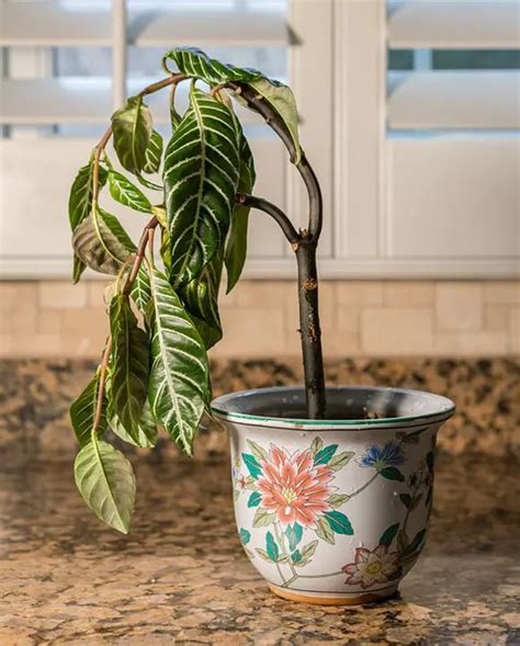 Why Are My Houseplants Dying? - Garden Lovers Club