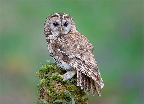 Snowy days and Tawny Owls - British Ornithologists' Union