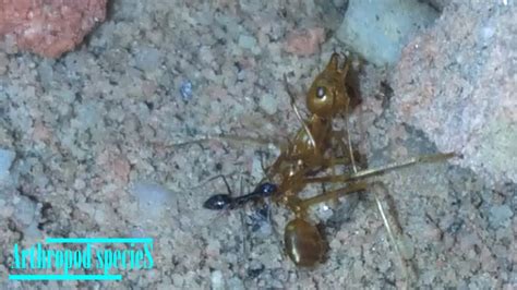 Ants Predator Mode - Prey : Weaver Ant | Black crazy ant found a weaver ...