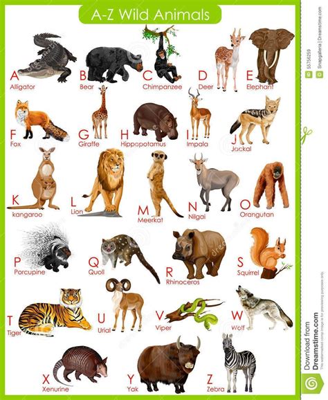 : Chart Of A To Z Wild Animals Stock Vector - Image: 55756259 # ...