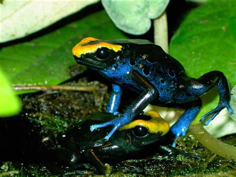 Dendrobates tinctorius | Information, photos, call, habitat, links