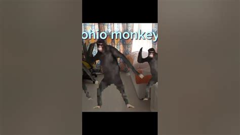 ohio monkey - YouTube