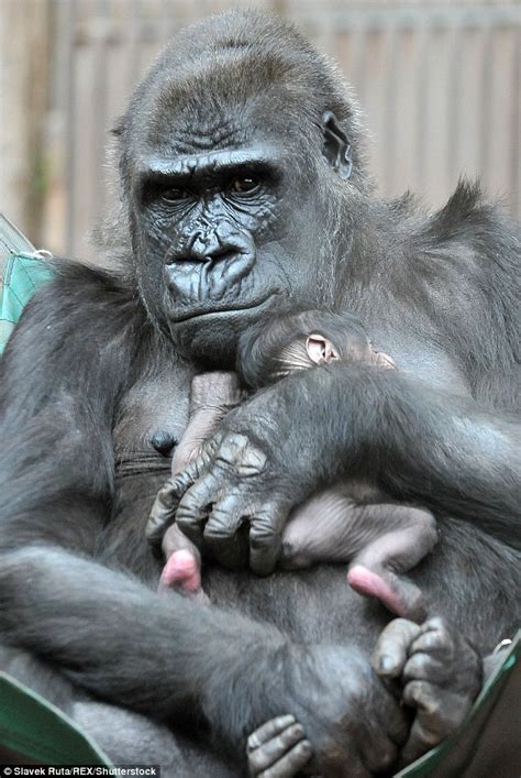 Prague Zoo welcomes the latest adorable baby gorilla born in the Czech ...