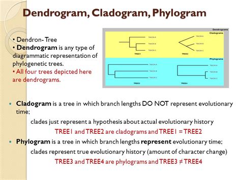 Phylogenetic Tree A Phylogeny (Phylogenetic tree) or Evolutionary tree ...