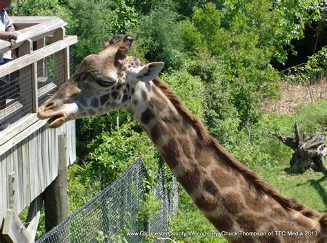 Norfolk Zoo | Pictures from around the Norfolk Zoo. Norfolk,… | Flickr