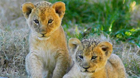 World’s First ‘Test Tube’ Lion Cubs Born In South Africa | Evolving Science