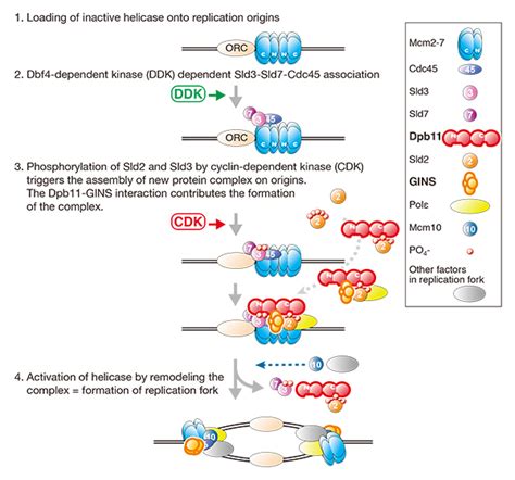 อันดับหนึ่ง 101+ ภาพ กระบวนการ Dna Replication อัปเดต