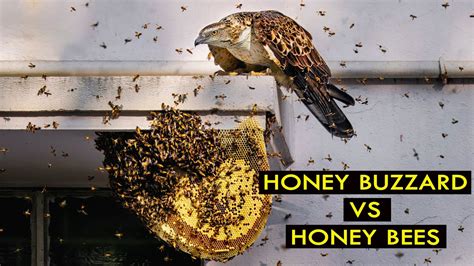 Honey Buzzard vs Honey bee || Hunting tricks of Honey Buzzards--Honey ...