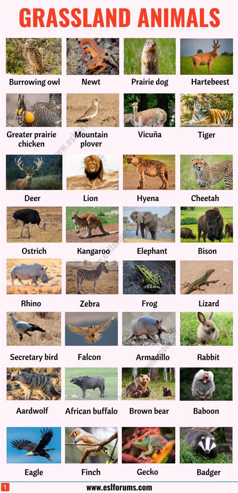 Grassland Animals And Plants Names