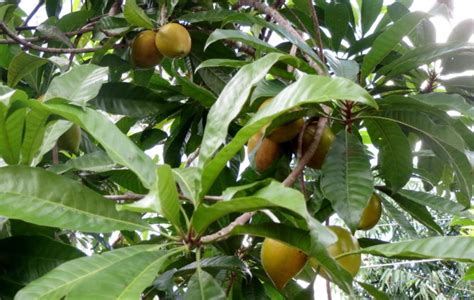 Pouteria lucuma – The eggfruit in Vietnam – Cuisine of Vietnam