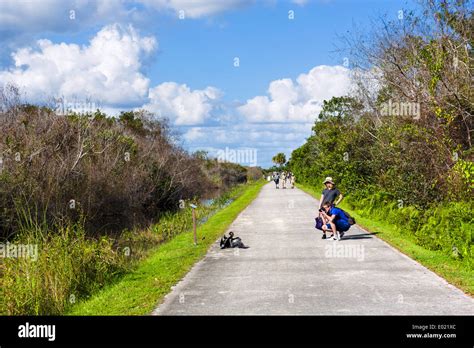 Touristen fotografieren ein Anhinga (Anhinga Anhinga) auf die Shark ...