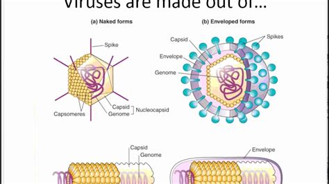 Virus Diagram Structure