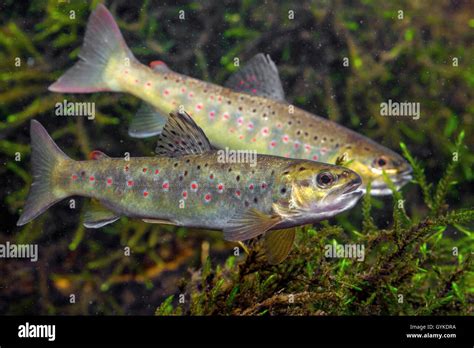 German brown trout hi-res stock photography and images - Alamy