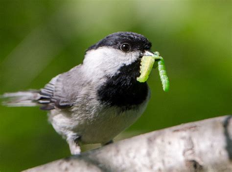 Native Plants + Specialized Insects = Healthy Food Web for Birds ...