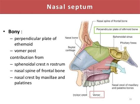 Rostrum Anatomy - Anatomical Charts & Posters