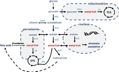 Overview of the acetyl-CoA metabolism in S. cerevisiae . Acetyl-CoA ...