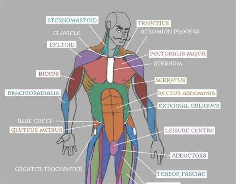 Diagram Of Groin Area Diagram Of Male Groin Area Contents Of | Images ...