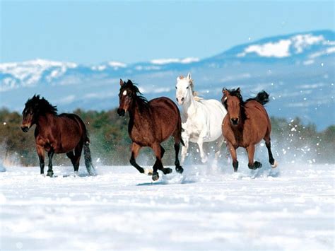 Running Wild, snow, mountains, running, horses, winter, HD wallpaper ...