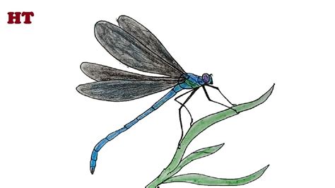 How to Draw a Dragonfly beautiful easy - YouTube