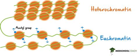 Heterochromatin vs. Euchromatin – MCAT Biology | MedSchoolCoach