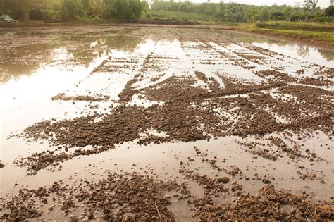 Premium Photo | Preparing field for rice plantation