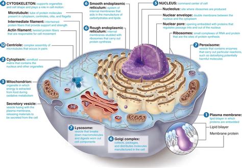 Unit 2.1 - Cell Structure and Function Diagram | Quizlet