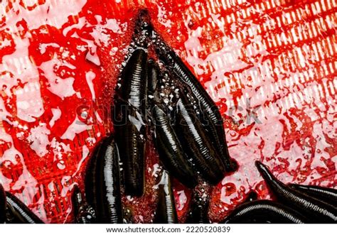 Many Leeches Blood On Leech Farm Stock Photo 2220520839 | Shutterstock