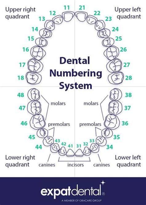 Tooth Chart s - Expat Dental