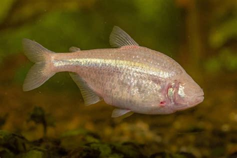 Mexican tetra: Blind cave fish are developing cave-specific accents ...