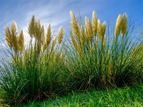 Pampas Grass Plants - How Can I Get Rid Of Pampas Grass