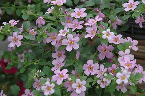 Snowstorm Pink Bacopa (Sutera cordata 'Snowstorm Pink') in Wilmette ...