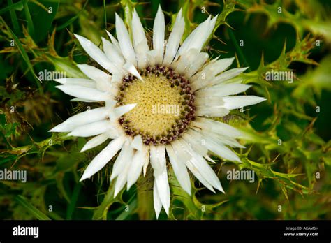 Carlina Acaulis Stock Photo - Alamy